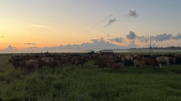 Journey of The American Dream
